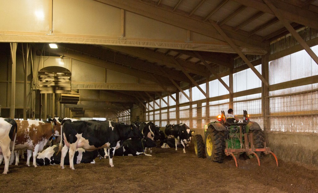 Five Star Dairy Tilling Compost bedded pack barns3090 Exclusive