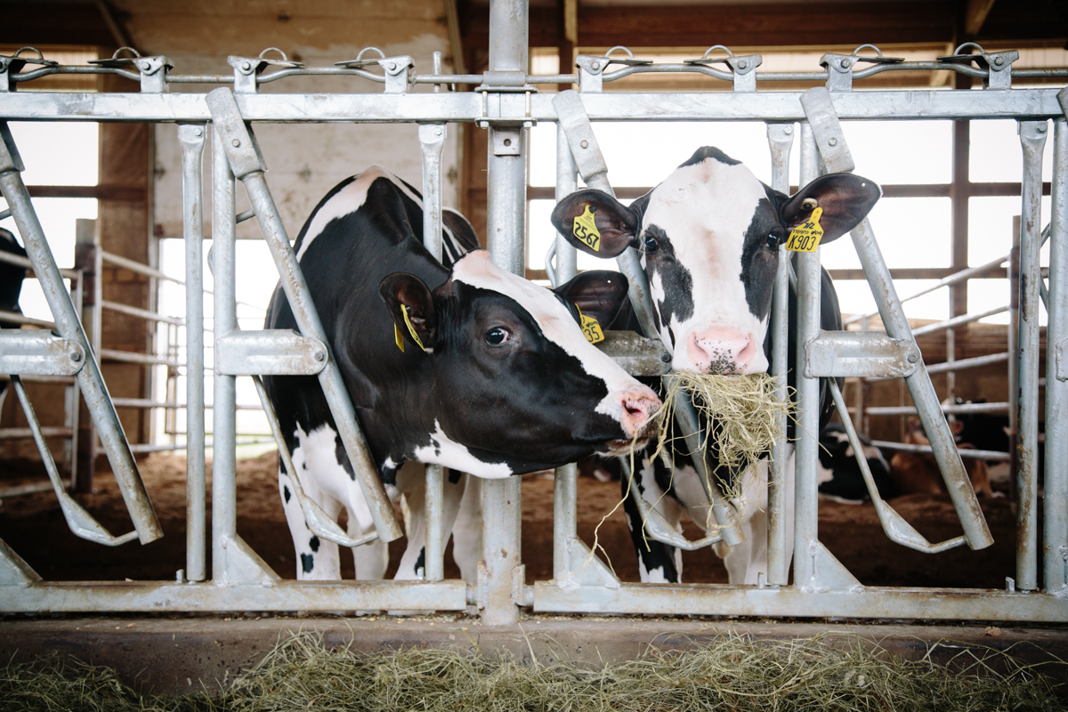 Dairy/Crop/Livestock Agricultural Photographer | Exclusive Commercial ...