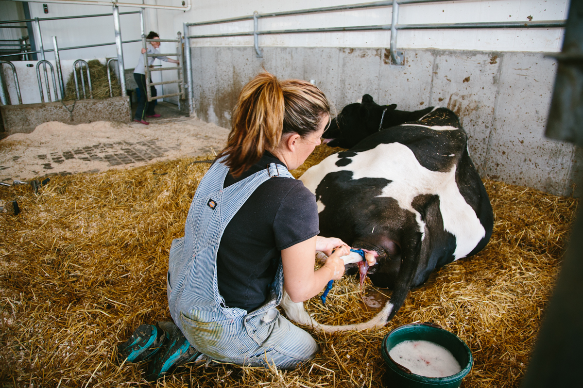 the act of giving birth in dairy cattle