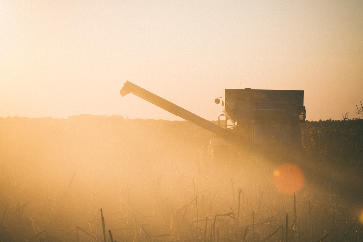 Dusty Sunset Harvest