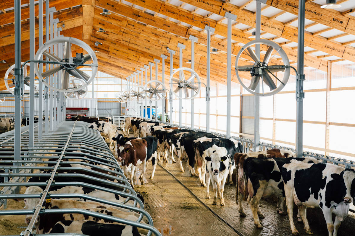 dairy cows and nitrate leaching – irrigation and drainage